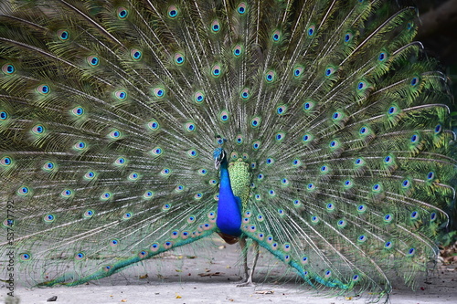 Peacock panning beautiful tails