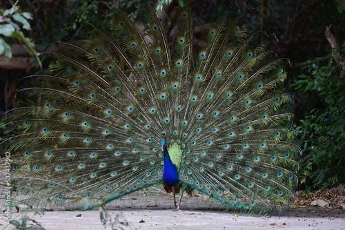 Peacock panning beautiful tails