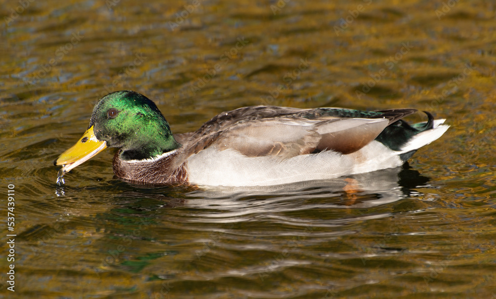 Fototapeta premium A drake with a green head in a city pond. Autumn leaves are reflected in the water, giving it a yellowish tint.