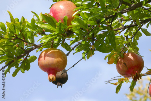 Fotografia Punica granatum