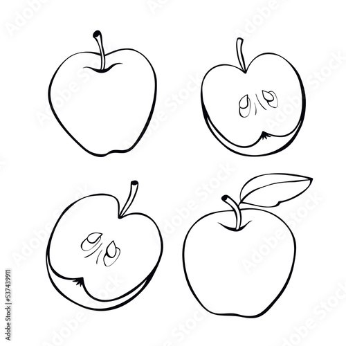 Vector contour drawing of whole and cut in half apple in doodle style. Hand-drawn isolated fruit. Clipart, symbol of harvest, summer, autumn, garden, healthy food, school snack