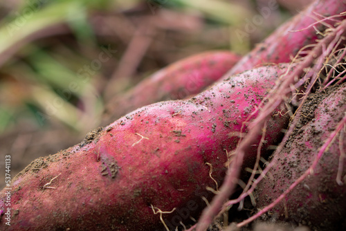 Close-up of sweet potatoes in the field. 畑のサツマイモのクローズアップ 紅はるか