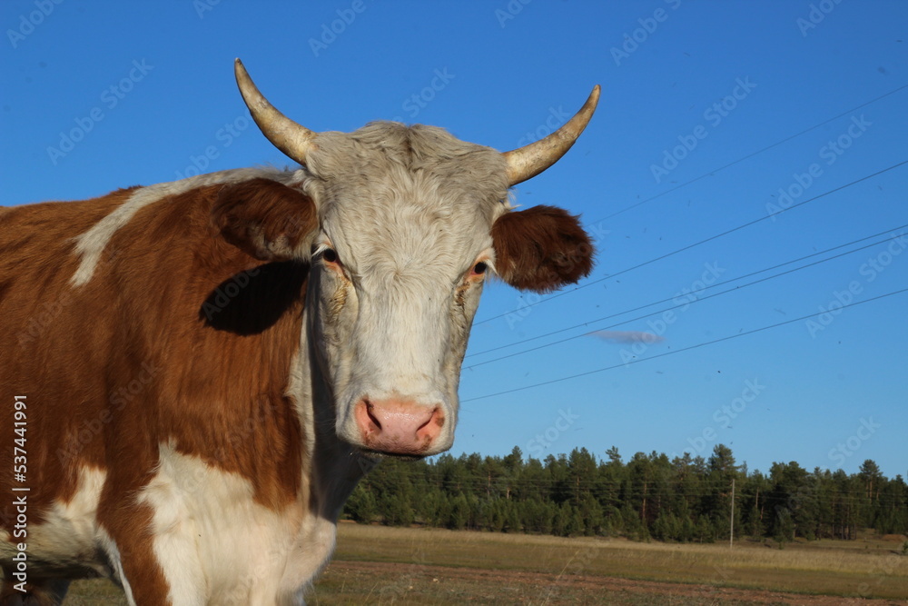 Cow Looking at Camera Curiously Red White Heifers with Sharp Horns Grazing on Pasture Cow Looking at Camera Curiously Red White Heifers with Sharp Horns Grazing on Pasture