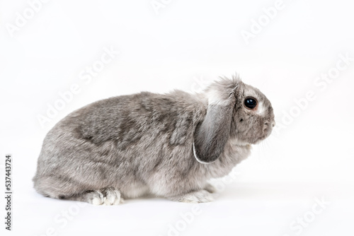 Decorative gray lop-eared rabbit on a white background. Copy space. Side view. The concept of advertising products for animals