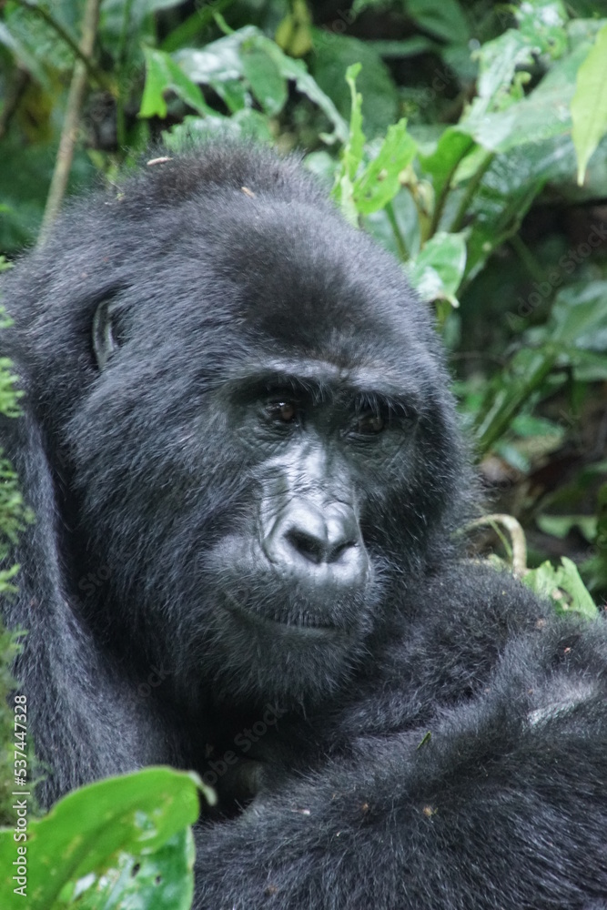 Berggorilla im Bwindi Nationalpark Uganda Berggorilla im Bwindi Nationalpark Uganda