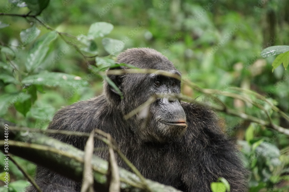 Obraz premium Schimpanse im Kibale Forest