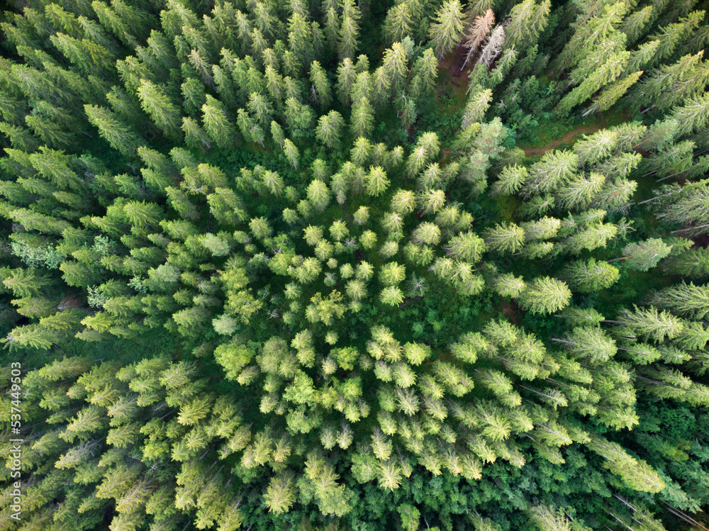 Treetops in the forest, aerial view. Flying over the forest. Lots of green trees. Treetops in the forest, aerial view. Flying over the forest. Lots of green trees.