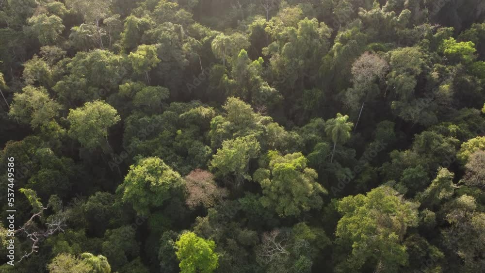Peaceful drone shot of deep Iguazu Rainforest jungle during golden sunset Peaceful drone shot of deep Iguazu Rainforest jungle during golden sunset