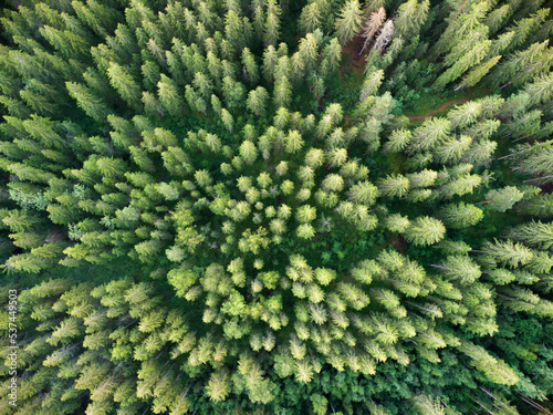 Treetops in the forest, aerial view. Flying over the forest. Lots of green trees.