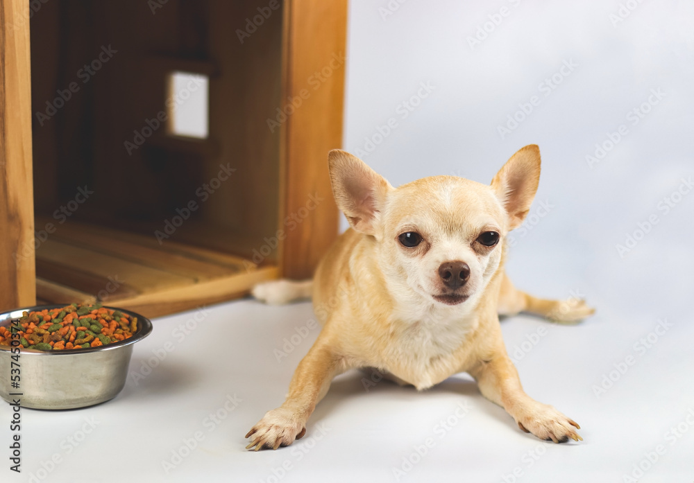  brown  short hair  Chihuahua dog lying down in  front of wooden dog house with food bowl, looking at camera, isolated on white background.