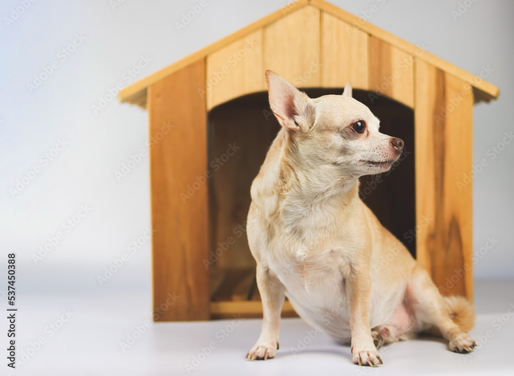 brown  short hair  Chihuahua dog sitting in  front of wooden dog house, looking sideway,  isolated on white background.