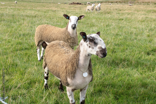 Bluefaced Leicester sheep close up in a field with copy space. Two blue faced sheep