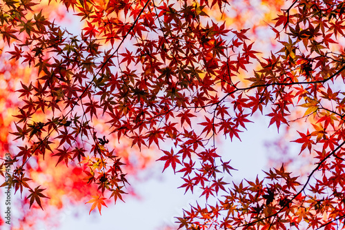 青空と紅葉