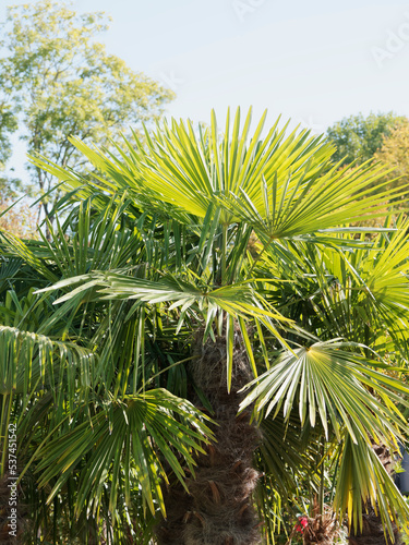 Trachycarpus fortunei ou Trachycarpus excelsa | Palmier de Chine ou palmier chanvre, palmier de jardin décoratif, palmes en éventails, tronc couvert de crin foncé photo
