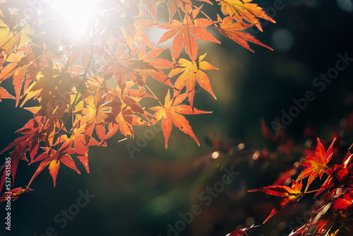 京都の秋の紅葉