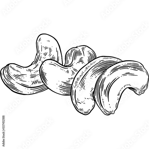 Hand drawn Cashew Nuts Sketch Illustration