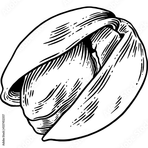 Hand drawn Pistachio Nut Sketch Illustration