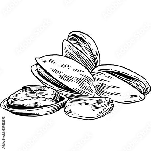Hand drawn Pistachio Nuts Sketch Illustration