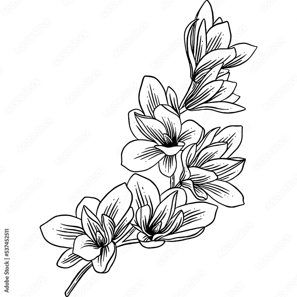 Hand drawn Magnolia Flowers Sketch illustration Stock Vector | Adobe Stock