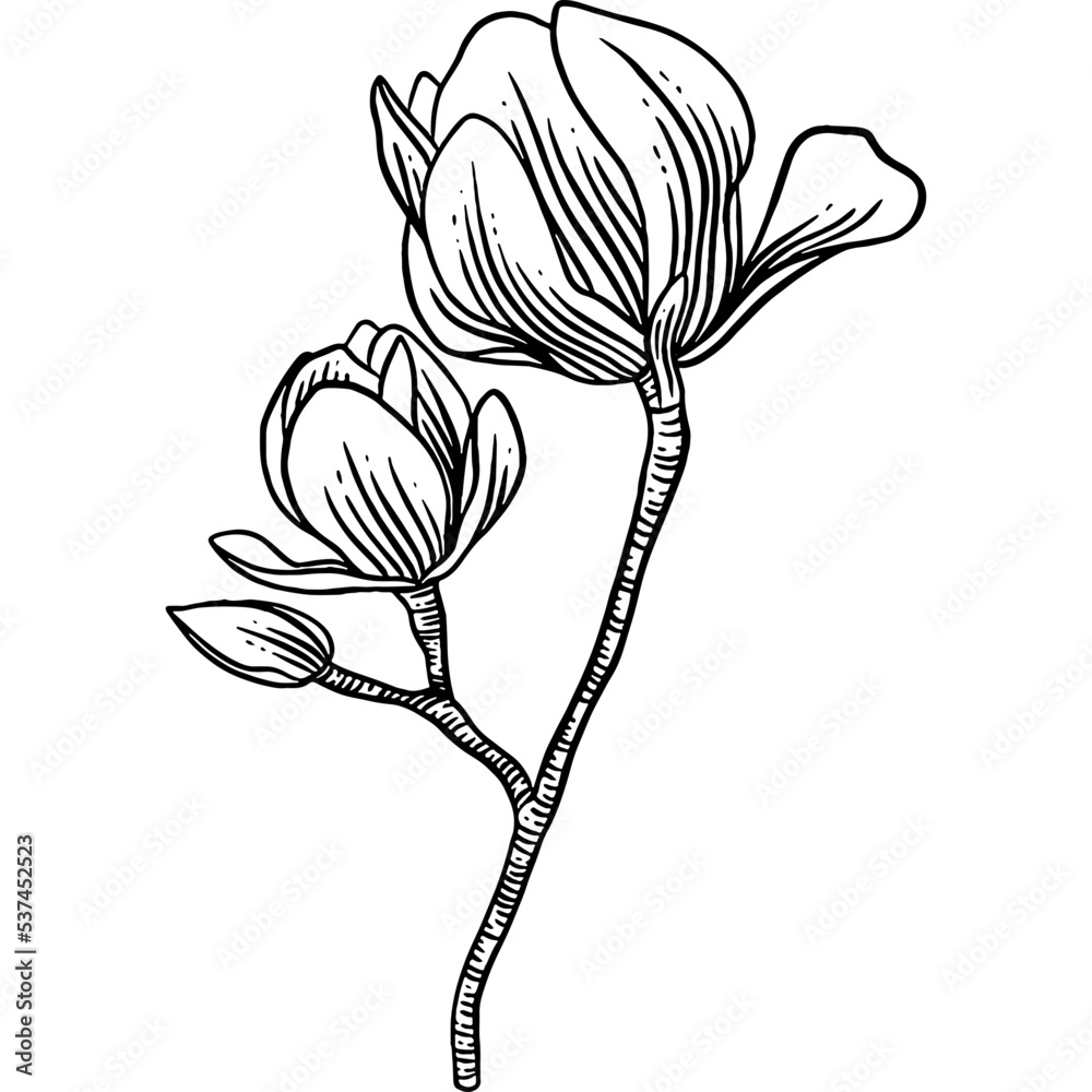 Hand drawn Magnolia Flowers Sketch illustration Stock Vector | Adobe Stock