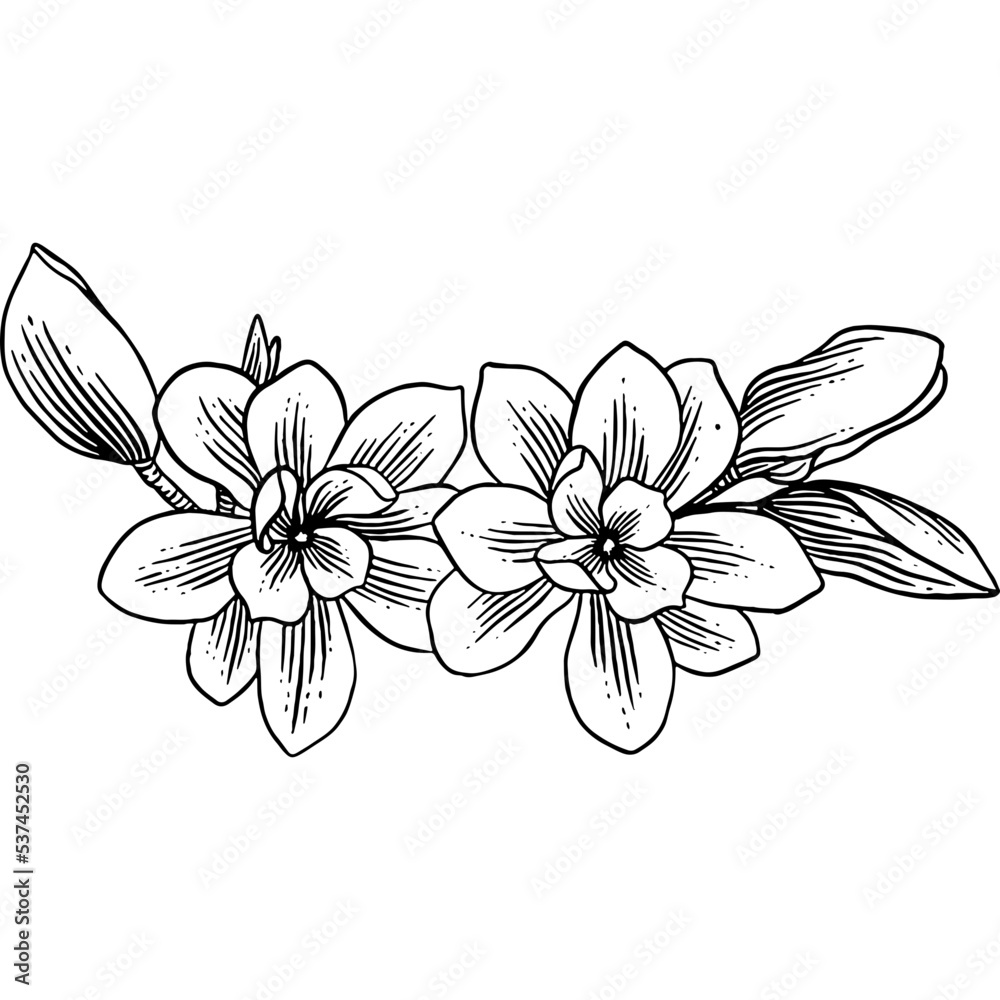 Fototapeta premium Hand drawn Magnolia Flowers Sketch illustration