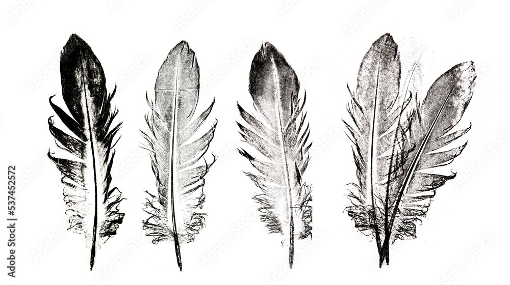 a feather printed on paper - graphic imprint.Ethnic indian black and white feathers. a feather printed on paper - graphic imprint.Ethnic indian black and white feathers.
