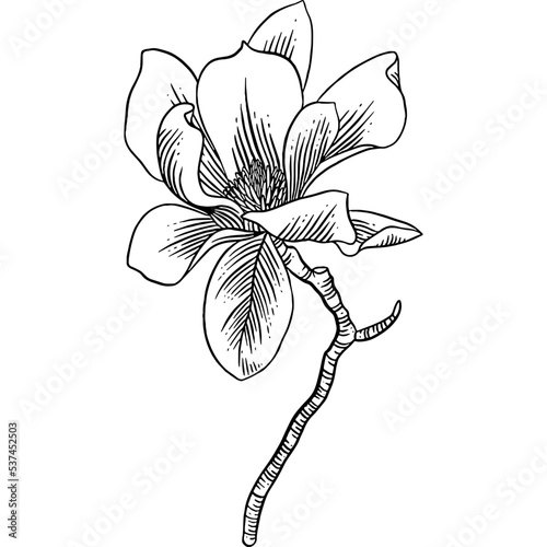 Hand drawn Magnolia Flowers Sketch illustration