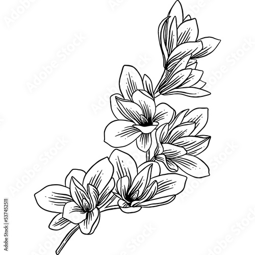 Hand drawn Magnolia Flowers Sketch illustration