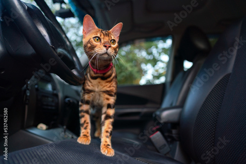 Young bengal cat in the car © Vastram