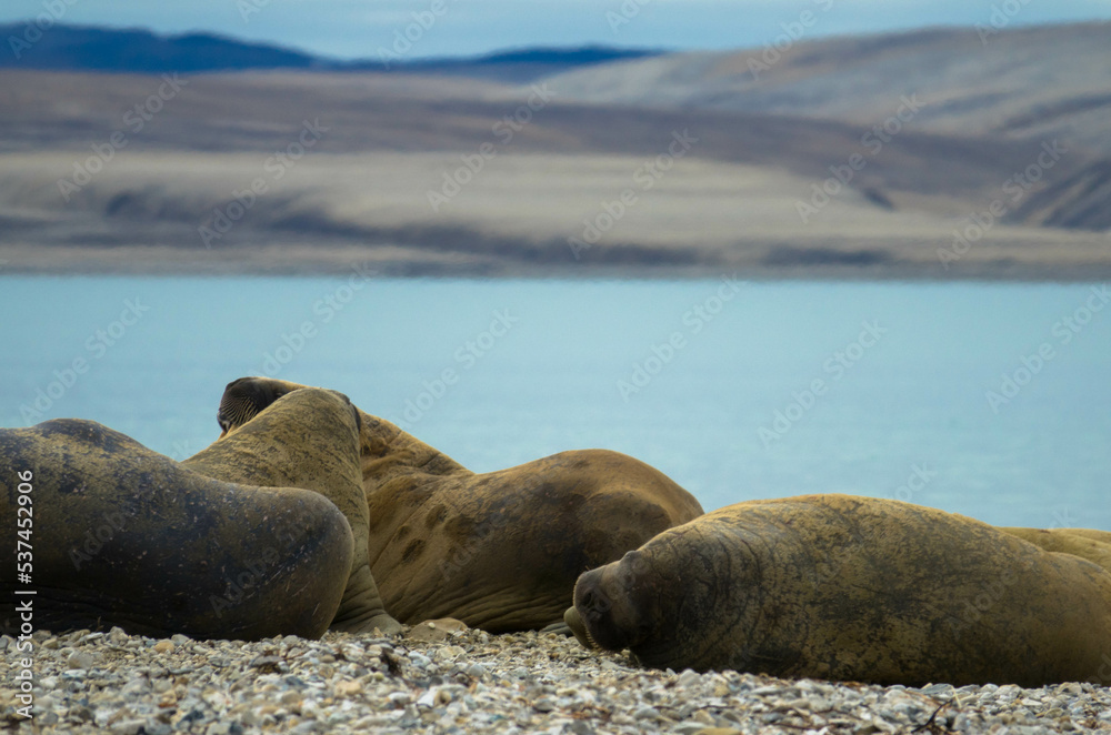 Fototapeta premium Walrus colony lying on the shore. Arctic landscape against blurred background. Nordaustlandet, Svalbard, Norway