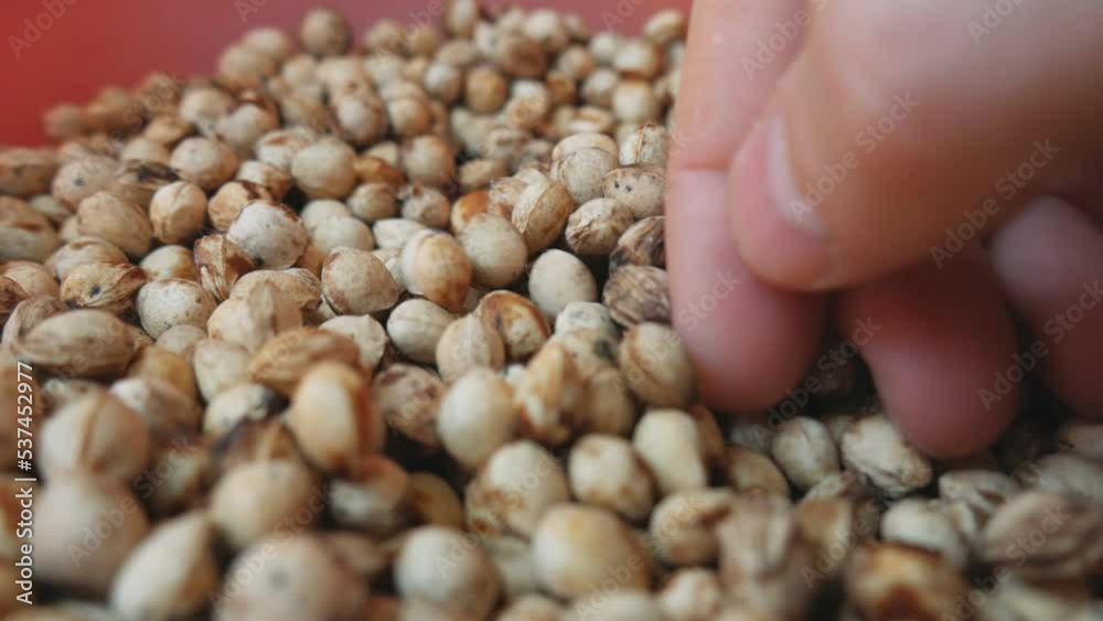 Dried cherry pits. Preparation of seeds for planting Dried cherry pits. Preparation of seeds for planting