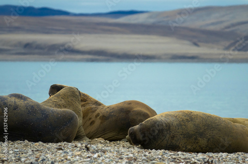 Walrus colony lying on the shore. Arctic landscape against blurred background. Nordaustlandet, Svalbard, Norway