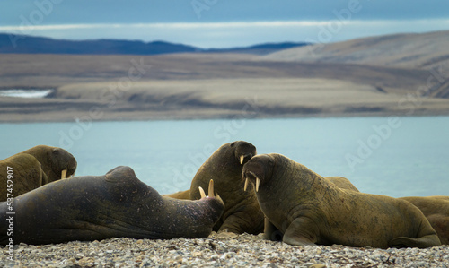 Obraz na plátně Walrus colony lying on the shore