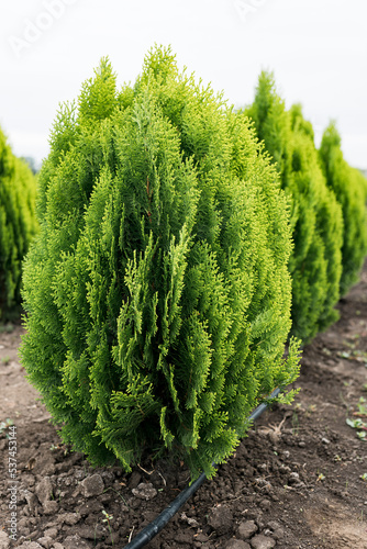 Thuja orientalis Aurea Nana dwarf evergreen tree with a well-defined main trunk and a large number of lateral branches photo