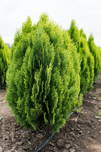 Bild auf Leinwand Thuja orientalis Aurea Nana dwarf evergreen tree with a well-defined main trunk