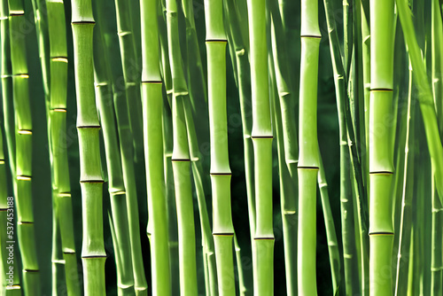 Fototapeta Naklejka Na Ścianę i Meble -  picture of grown bamboo, bamboo plantation, bamboo wood, a building material