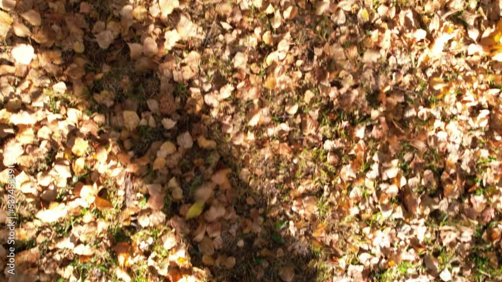 Yellow-red leaves in the autumn forest. Long shadows from the trees fall to the ground. The drone is scattering leaves with blades and wind. The green grass opens. Birch grove and tree trunks Yellow-red leaves in the autumn forest. Long shadows from the trees fall to the ground. The drone is scattering leaves with blades and wind. The green grass opens. Birch grove and tree trunks
