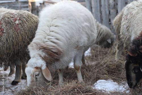 Flock of Sheep Eating Hay Grass on Farmland 