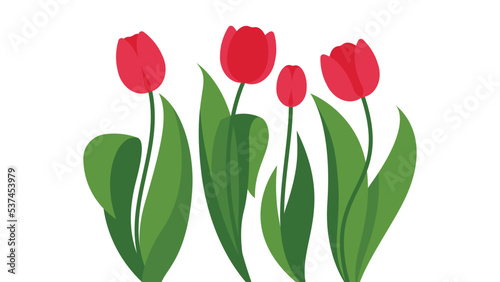 Blooming pink tulips. Set of gentle spring flowers with leaves. Flowers garden concept. Gardening, floriculture, spring season. Modern vector illustration in minimalistic style on white background.