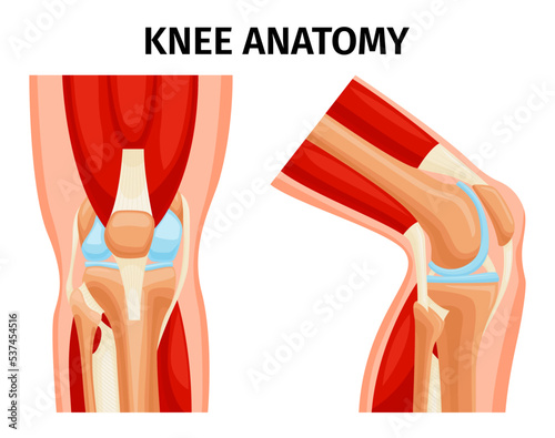 Knee Anatomy Set