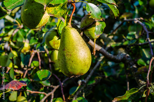 Pear tree in autumn. Pears on a tree in a garden on a sunny August day.