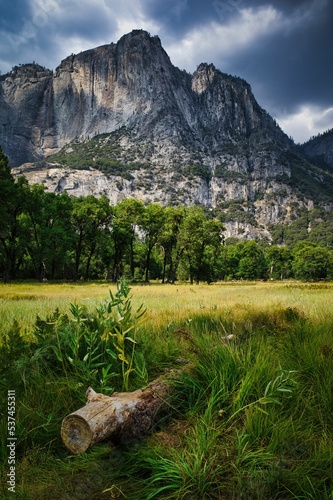 Fotografia Vertical shot of trees with a background of rough mountains in Yosemite Valley