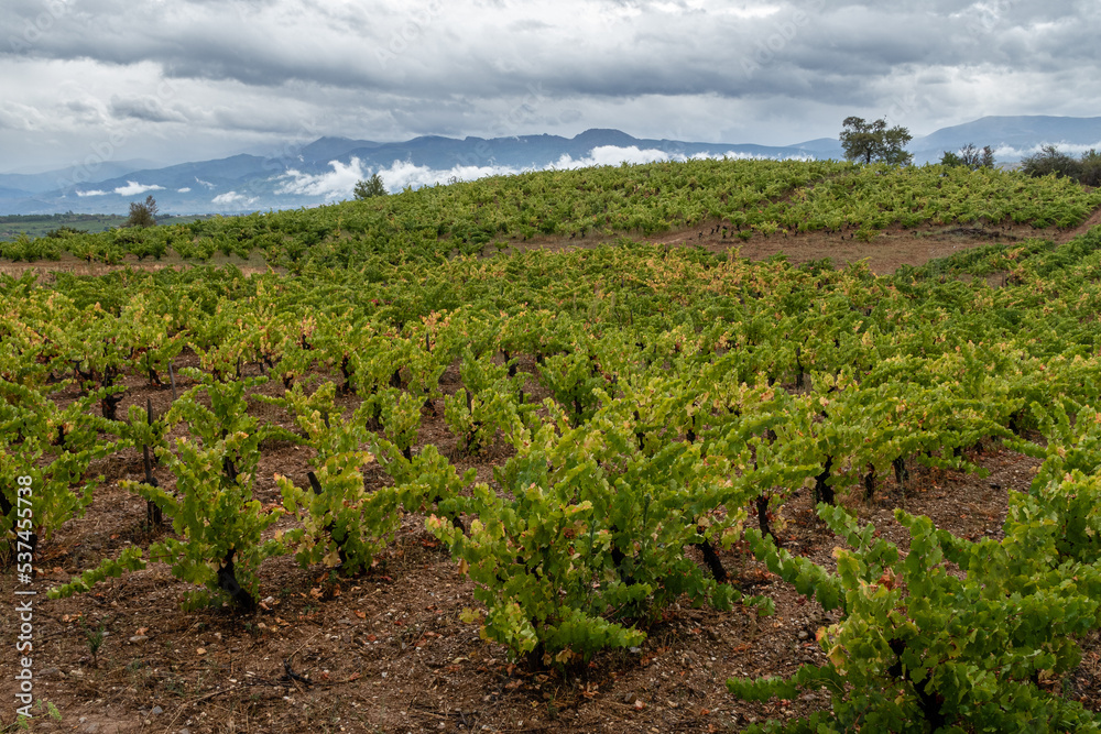 Vineyards in the region of El Bierzo, León, Spain. French Way of Saint James.
