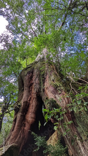 roots in the forest