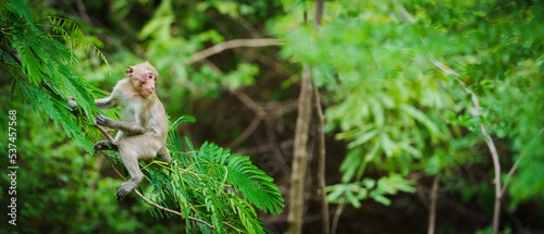 Photography Portrait, Monkey or Macaca in a natural forest park climb on a branch and is enjoy, looking, funny, happy