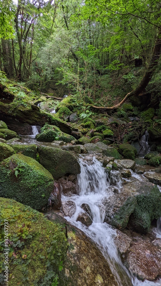 river in the forest river in the forest