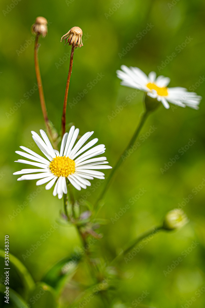 The common daisy (Bellis perennis) blooming in the field. Spring time. The common daisy (Bellis perennis) blooming in the field. Spring time.