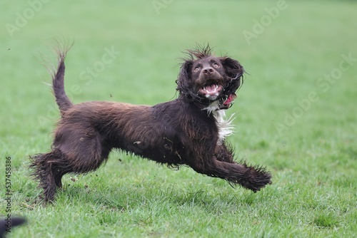 Cute wet funny Boykin Spaniel dog running on the grass photo