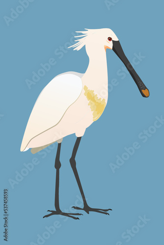 Print
A vector illustration of a Eurasian spoonbill or common spoonbill. The bird is standing and you see the bird from his side. He is looking to the right. Cut out on a blue background.
