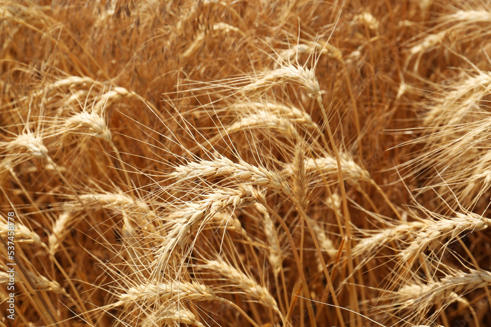 Ripe wheat spikes in agricultural field, closeup Ripe wheat spikes in agricultural field, closeup